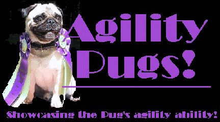 Agility Pugs!